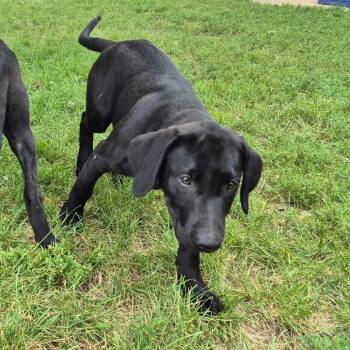 Elvis -  Black Labrador Retriever Dog for Adoption in Milford, Iowa - Elvis | PetCurious