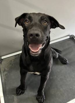 Coconut -  Mixed Breed Dog for Adoption in Corning, Arkansas - Coconut | PetCurious