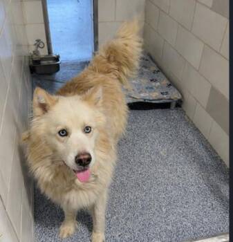 Husky and Mixed Breed Dogs Available for Adoption in Charlotte, North Carolina - MAXIMILIANO | PetCurious