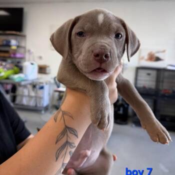 Boy 7 -  Pit Bull Terrier Dog for Adoption in Phoenix, Arizona - Boy 7 | PetCurious