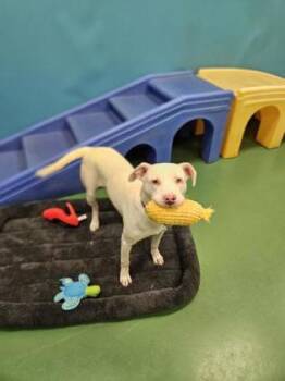Autumn -  Pit Bull Terrier and Mixed Breed Dog for Adoption in Westland, Michigan - Autumn | PetCurious