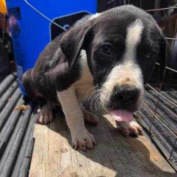 Black Labrador Retriever Dogs Available for Adoption in Marshall, Texas - MPAC-Stray-3341_2 | PetCurious