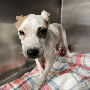Rocky -  Pit Bull Terrier and Mixed Breed Dog for Adoption in Tuscaloosa, Alabama - Rocky | PetCurious