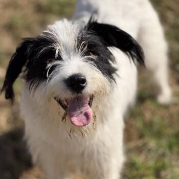 Terrier and Mixed Breed Dogs Available for Adoption - Camille (Mama) | PetCurious