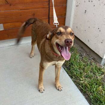 Paisley -  Carolina Dog and Shepherd Dog for Adoption in Harlingen, Texas - Paisley | PetCurious