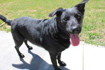 Black Labrador Retriever Dogs Available for Adoption - Wilford | PetCurious