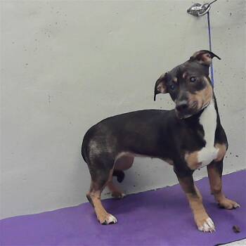 Staffordshire Bull Terrier and Mixed Breed Dogs Available for Adoption in Houston, Texas - LUNA | PetCurious