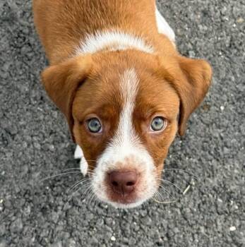 Taylor -  Australian Shepherd Dog for Adoption in Alexander, Arkansas - Taylor | PetCurious