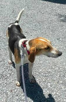 Foxhound Dogs Available for Adoption in Rustburg, Virginia - Duckie - At Shelter Available 6/2 | PetCurious