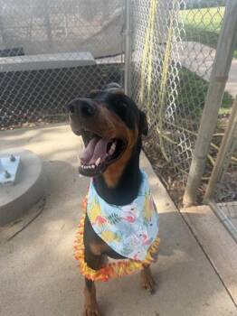 NICHOLAS -  Doberman Pinscher Dog for Adoption in Charlotte, North Carolina - NICHOLAS | PetCurious