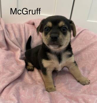 Terrier Dogs Available for Adoption in Seattle, Washington - McGruff | PetCurious