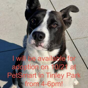 Bingo -  Siberian Husky and Mixed Breed Dog for Adoption in Matteson, Illinois - Bingo | PetCurious