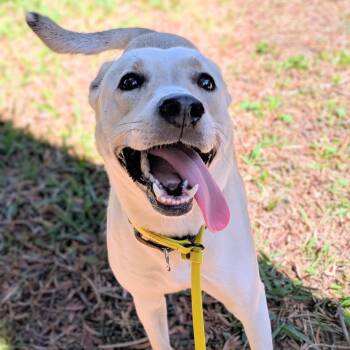 Vera -  Mixed Breed Dog for Adoption in Oakland, California - Vera | PetCurious