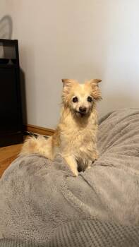 Seraphine -  Pomeranian Dog for Adoption in West Hollywood, California - Seraphine | PetCurious