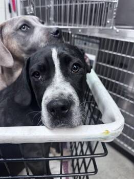 Mastiff and Mixed Breed Dogs Available for Adoption in Oklahoma City, Oklahoma - A472434 | PetCurious