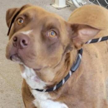 Mixed Breed Dogs Available for Adoption in Las Cruces, New Mexico - 106286 | PetCurious