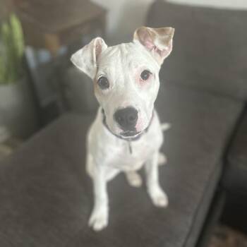 Pit Bull Terrier Dogs Available for Adoption in Baltimore, Maryland - Pippi | PetCurious