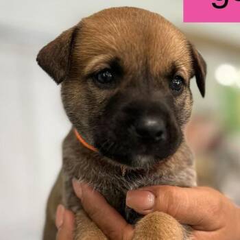 Verona -  German Shepherd Dog Dog for Adoption in Tampa, Florida - Verona | PetCurious