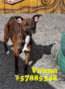 Rescue Pit Bull Terrier Dogs for Adoption in Wilkes-barre, Pennsylvania - Vanna | PetCurious