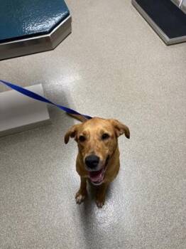Millie -  Labrador Retriever and Mixed Breed Dog for Adoption in Pequot Lakes, Minnesota - Millie | PetCurious