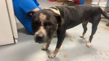 Rescue Pit Bull Terrier and Mixed Breed Dogs for Adoption in Ocala, Florida - FAT BOY | PetCurious