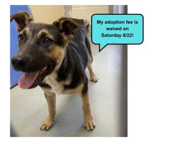 BRUNO* -  German Shepherd Dog and Pit Bull Terrier Dog for Adoption in Santa Cruz, California - BRUNO* | PetCurious