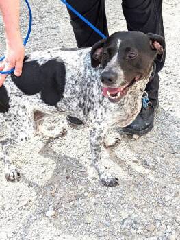 Dixie -  German Shorthaired Pointer Dog for Adoption in Scottsburg, Indiana - Dixie | PetCurious