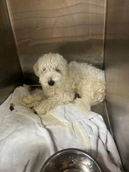 Mike -  Mixed Breed Dog for Adoption in Cincinnati, Ohio - Mike | PetCurious