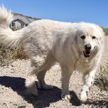 Dandelion -  Great Pyrenees and Mixed Breed Dog for Adoption in Park City, Utah - Dandelion | PetCurious