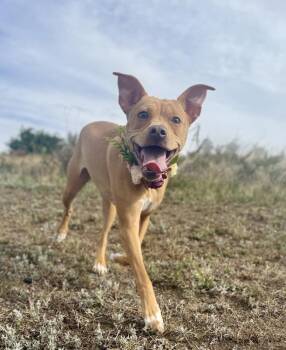 Lindsey2 -  Pit Bull Terrier and Chihuahua Dog for Adoption in Littleton, Colorado - Lindsey2 | PetCurious