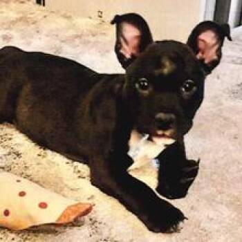 Gobbles -  Mixed Breed Dog for Adoption in Redwood Valley, California - Gobbles | PetCurious