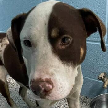 Bodhi -  Hound and American Staffordshire Terrier Dog for Adoption in Hattiesburg, Mississippi - Bodhi | PetCurious