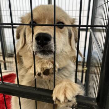 Husky and Shepherd Dogs Available for Adoption in Taos, New Mexico - Dixie | PetCurious