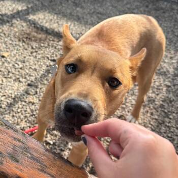 Dingo -  Mixed Breed and Husky Dog for Adoption in York, Pennsylvania - Dingo | PetCurious