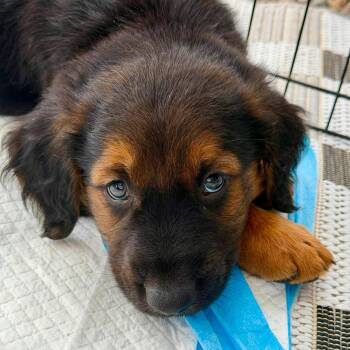 Hunter -  Shepherd Dog for Adoption in Plainfield, Connecticut - Hunter | PetCurious