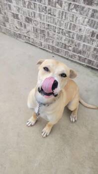 Boxer and Labrador Retriever Dogs Available for Adoption - Beau  | PetCurious