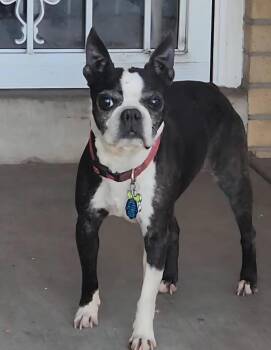 Boston Terrier Dogs Available for Adoption - Chewy In CO | PetCurious