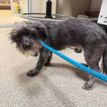 Charli -  Terrier Dog for Adoption in Englewood, Florida - Charli | PetCurious