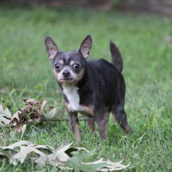 Whitt -  Chihuahua Dog for Adoption in Durham, North Carolina - Whitt | PetCurious