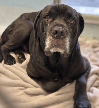 Mastiff Dogs Available for Adoption in Stafford, Virginia - Ben | PetCurious