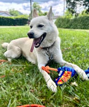 Sunni -  German Shepherd Dog and Husky Dog for Adoption in Parsons, West Virginia - Sunni | PetCurious