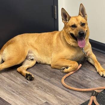 Rescue Mixed Breed Dogs for Adoption in Blairsville, Georgia - Gus | PetCurious