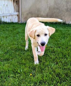 Nalaa -  Labrador Retriever Dog for Adoption in Salt Lake City, Utah - Nalaa | PetCurious