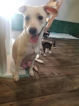 Rescue Labrador Retriever Dogs for Adoption in Mustang, Oklahoma - Wubz | PetCurious