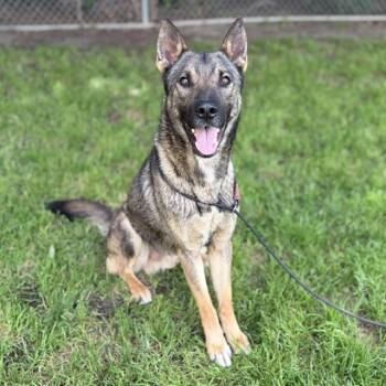 German Shepherd Dog and Siberian Husky Dogs Available for Adoption in Modesto, California - A609807 | PetCurious