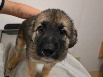 Nesquick -  Shepherd Dog for Adoption in Portland, Oregon - Nesquick | PetCurious