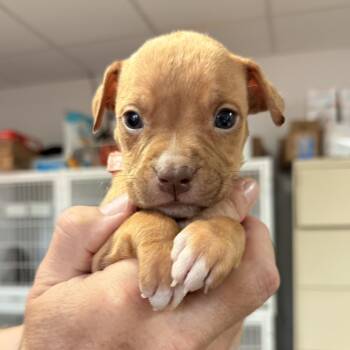 Milan -  Pit Bull Terrier Dog for Adoption in Columbia, South Carolina - Milan | PetCurious