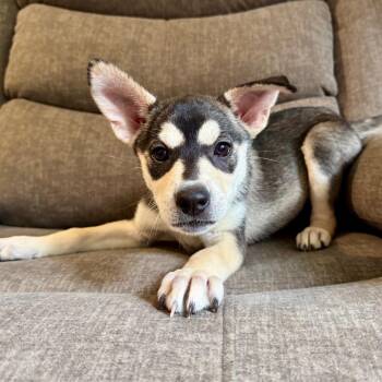 Pimento -  Husky and Terrier Dog for Adoption in Minneapolis, Minnesota - Pimento | PetCurious
