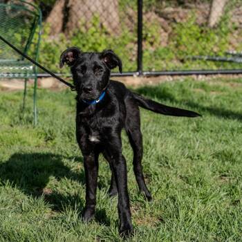Labrador Retriever Dogs Available for Adoption in Pawling, New York - Louie | PetCurious