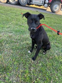 Pit Bull Terrier and Labrador Retriever Dogs Available for Adoption in Little Rock, Arkansas - Betty | PetCurious